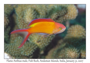 Flame Anthias male