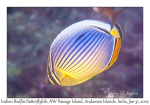 Indian Redfin Butterflyfish