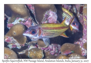 Spotfin Squirrelfish