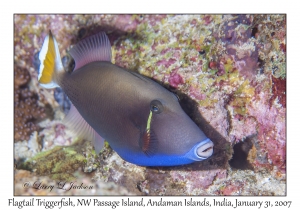 Flagtail Triggerfish