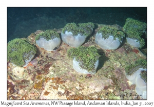 Magnificent Sea Anemones