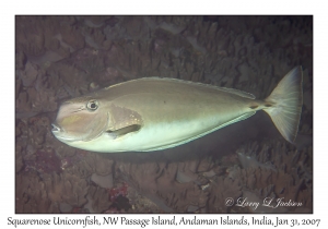 Squarenose Unicornfish