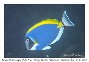 Powderblue Surgeonfish