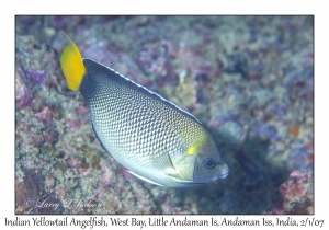 Indian Yellowtail Angelfish