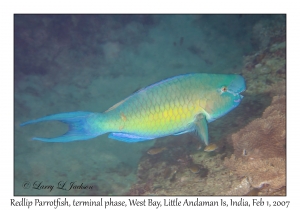 Redlip Parrotfish terminal phase