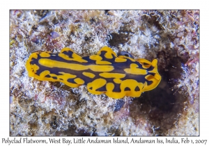 Polyclad Flatworm