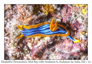 Elisabeth's Chromodoris