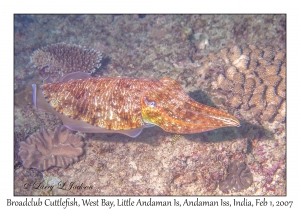 Broadclub Cuttlefish