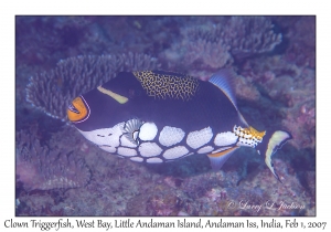 Clown Triggerfish