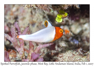 Spotted Parrotfish juvenile phase