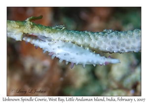 Unknown Spindle Cowrie