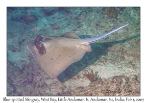 Blue-spotted Stingray