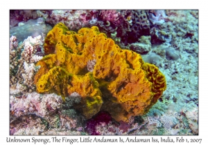 Unknown Sponge