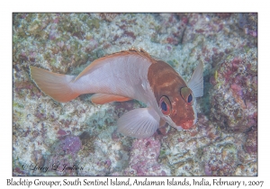 Blacktip Grouper