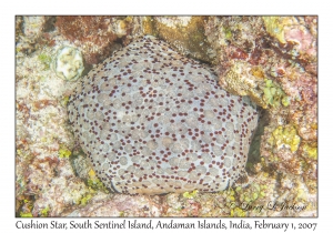 Cushion Star