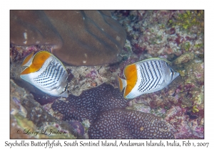 Seychelles Butterflyfish