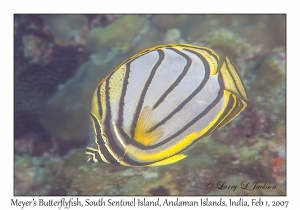 Meyer's Butterflyfish