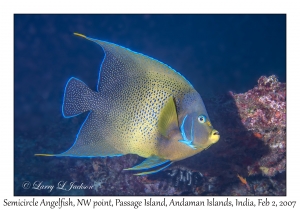 Semicircle Angelfish