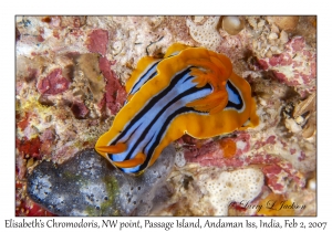 Elisabeth's Chromodoris