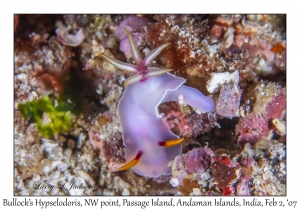 Bullock's Hypselodoris