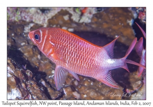 Tailspot Squirrelfish