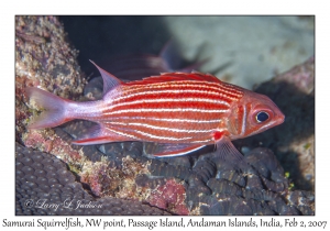 Samurai Squirrelfish