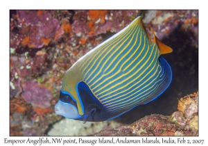 Emperor Angelfish