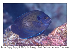 Brown Pygmy Angelfish