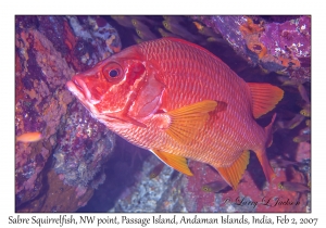 Sabre Squirrelfish