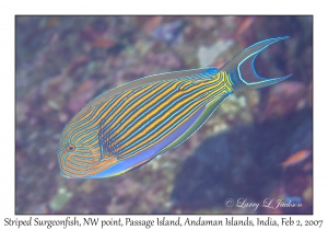 Striped Surgeonfish