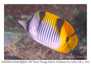 Saddleback Butterflyfish