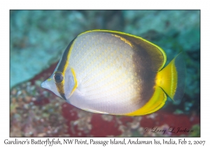 Gardiner's Butterflyfish