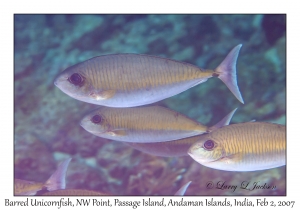 Barred Unicornfish
