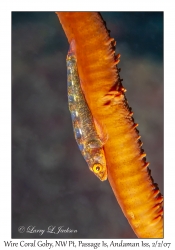 Wire Coral Goby