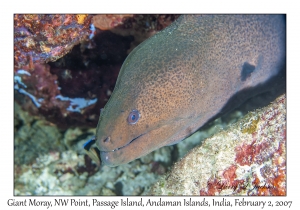 Giant Moray