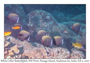 White Collar Butterflyfish