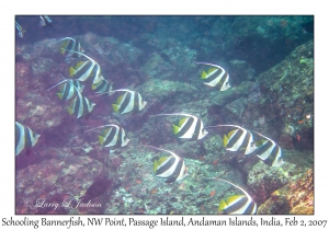 Schooling Bannerfish