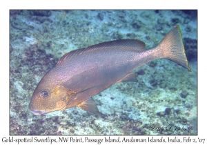 Gold-spotted Sweetlips