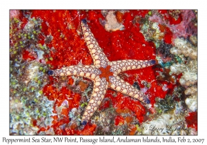 Peppermint Sea Star