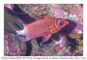 Tailspot Squirrelfish