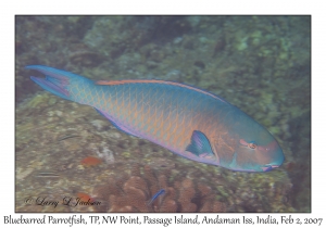 Bluebarred Parrotfish terminal phase