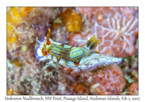 Unknown Nudibranch