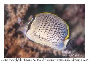 Spotted Butterflyfish