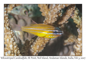 Yellowstriped Cardinalfish