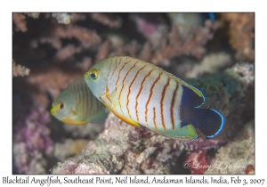 Blacktail Angelfish