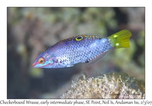 Checkerboard Wrasse intermediate phase