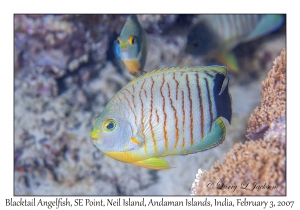 Blacktail Angelfish