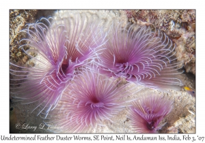 Undetermined Feather Duster Worms