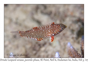 Ornate Leopard-wrasse juvenile phase