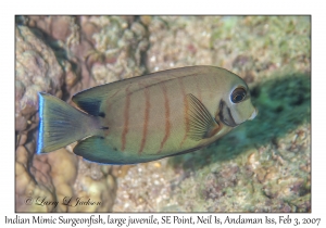 Indian Mimic Surgeonfish